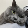 ななしっぽ