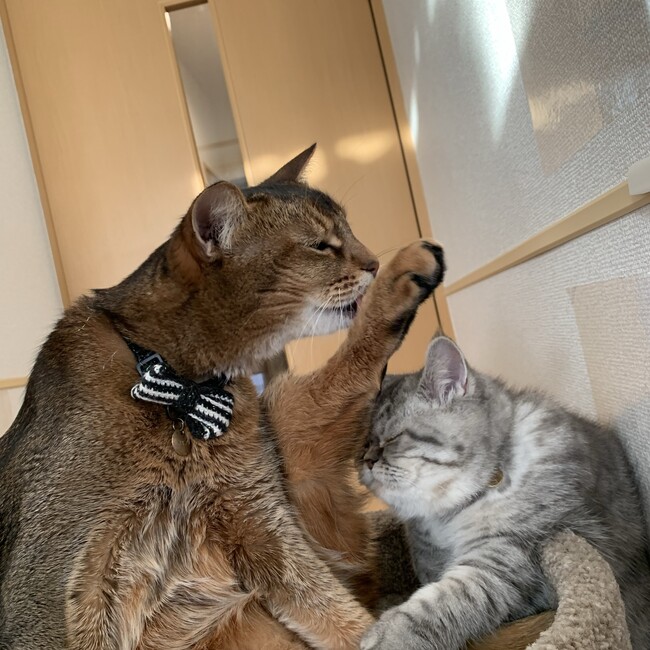 ななしっぽのカバー写真