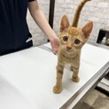 2ヶ月齢の茶トラ男の子
