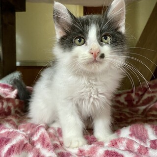 おっとり長毛　もこ君♬