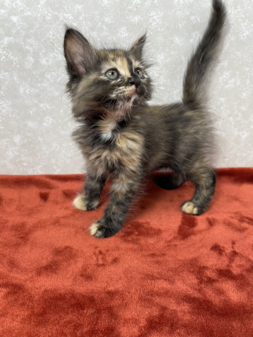 さびマニア必見 ビジュア 東京都 猫の里親募集 ペットのおうち 月間利用者150万人 さびマニア必見 ビジュア 東京都 猫の里親募集 ペットのおうち 月間利用者150万人