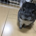 チンチラ(メス)スタンダードグレー
