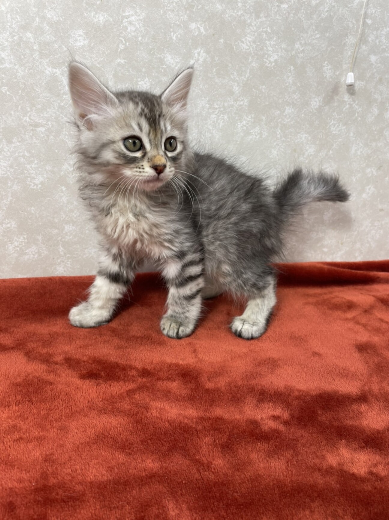 シルバータビー長毛！殺風」東京都 - 猫の里親募集(417363