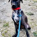 お利口さんのMIX犬