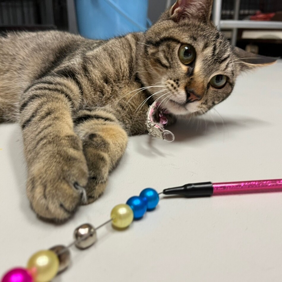 うたのカバー写真