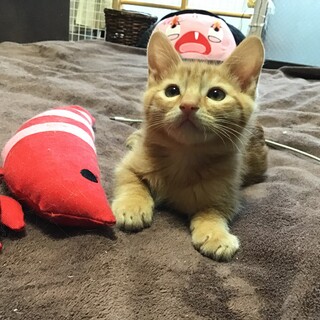 素直で甘えんぼ♥3ヶ月齢♥平太