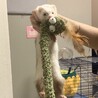 少し激しい女の子　飼育経験あり応募者を探す サムネイル2