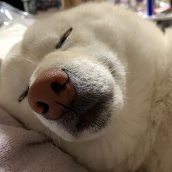 マウンティングについて