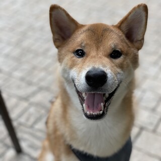 人好き賢い元気な男の子