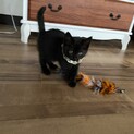 長毛黒猫ちゃん