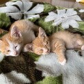 緊急！　子猫2匹　生後1ヶ月