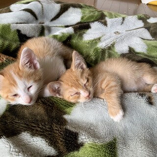 緊急！　子猫2匹　生後1ヶ月