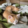 緊急！　子猫2匹　生後1ヶ月 サムネイル2