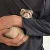 性格が優しいフェレットです サムネイル2