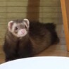 性格が優しいフェレットです サムネイル3