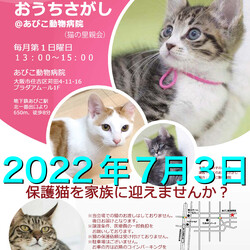 第35回☆ねこのおうちさがし@あびこ動物病院