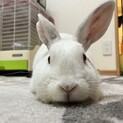 保護うさぎ　マイペースな千鶴ちゃん　佐渡っこ二世