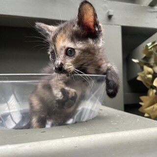 【サビ】かわいい子猫(=^x^=)