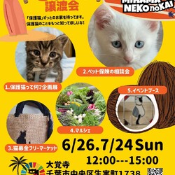 ねこの譲渡会