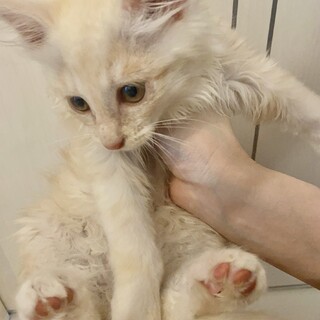 トライアル決定長毛クリームベージュ子猫♂