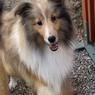 《里親サマ決まりました！》･:*+.クレア