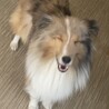 《里親サマ決まりました！》･:*+.クレア サムネイル4