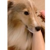 《里親サマ決まりました！》･:*+.クレア サムネイル3