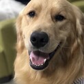 いつもニコニコ笑顔のゴールデンレトリーバー男の子♪