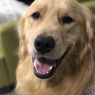 いつもニコニコ笑顔のゴールデンレトリーバー男の子♪