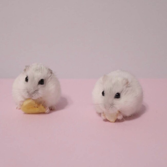 omame_okome_hamuのカバー写真
