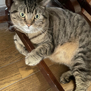 立ち耳スコティッシュのチコちゃん（代理投稿）