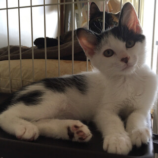 仲良し兄妹のしっかりものの可愛いお兄ちゃん