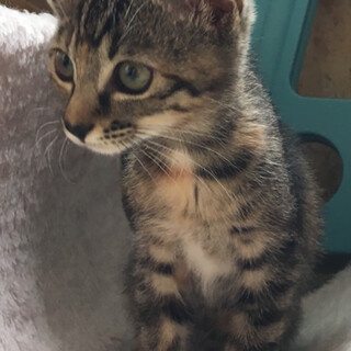 仲良し兄妹のお転婆で可愛い妹猫ちゃん