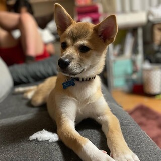 【里親決定】マロンちゃん！