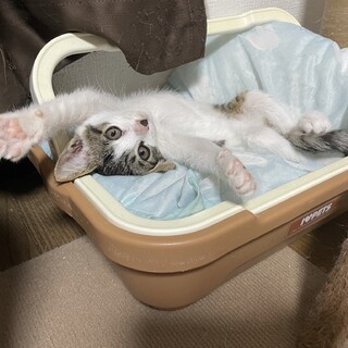 キジ白むいちゃん