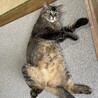 さかえりか