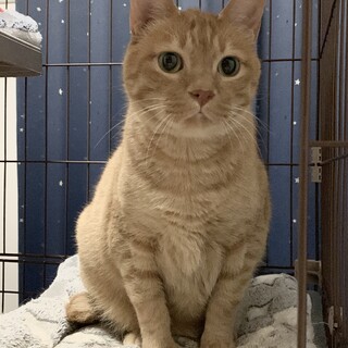 穏やかな茶トラの男の子