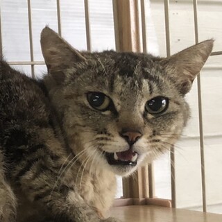 キジトラの女の子の里親さん募集♪