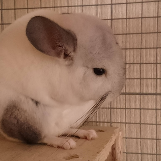 チンチラパイド女の子