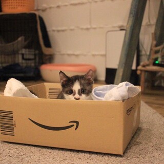 【7/9譲渡会参加】個性派グレー白★エド