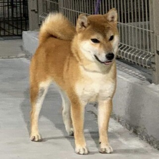 小さな2歳の柴犬「ポッキーくん」