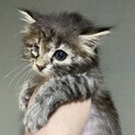 【長毛】キジトラちゃん