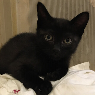 大の仲良し可愛い黒猫兄妹の２匹です！