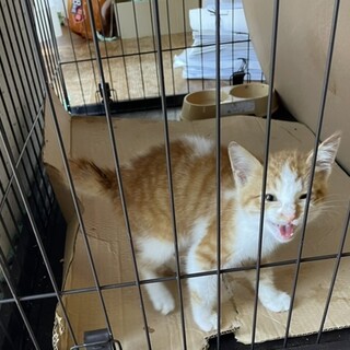 人懐こく元気な男の子