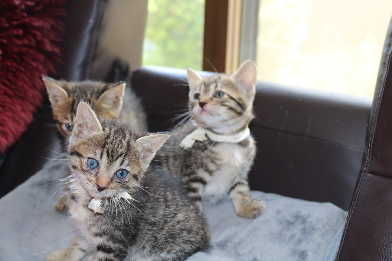 可愛い子猫の里親募集 岡山県 猫の里親募集 ペットのおうち 月間利用者150万人