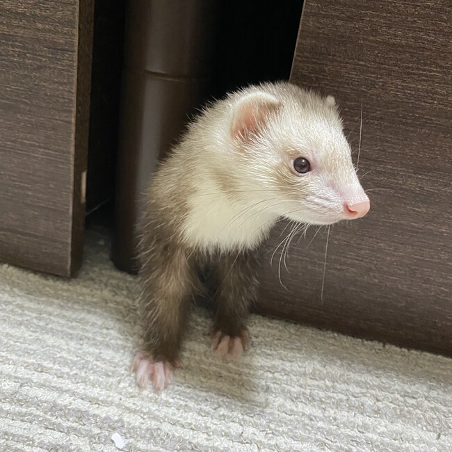 たなかまおのカバー写真