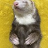 たなかまお