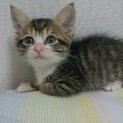 すうちゃん里親様決定致しました！
