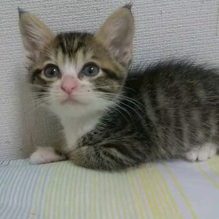 すうちゃん里親様決定致しました！
