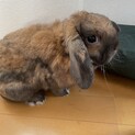 ホーランドロップイヤー♂